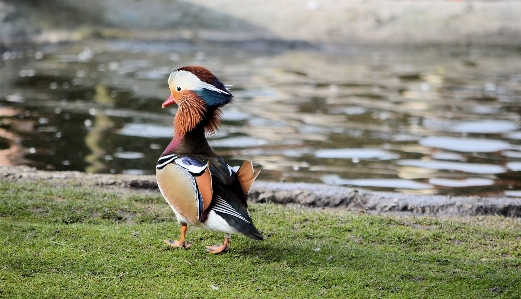 自然 アウトドア 荒野
 鳥 写真