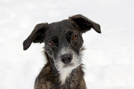 Schnee süss welpe hund Foto