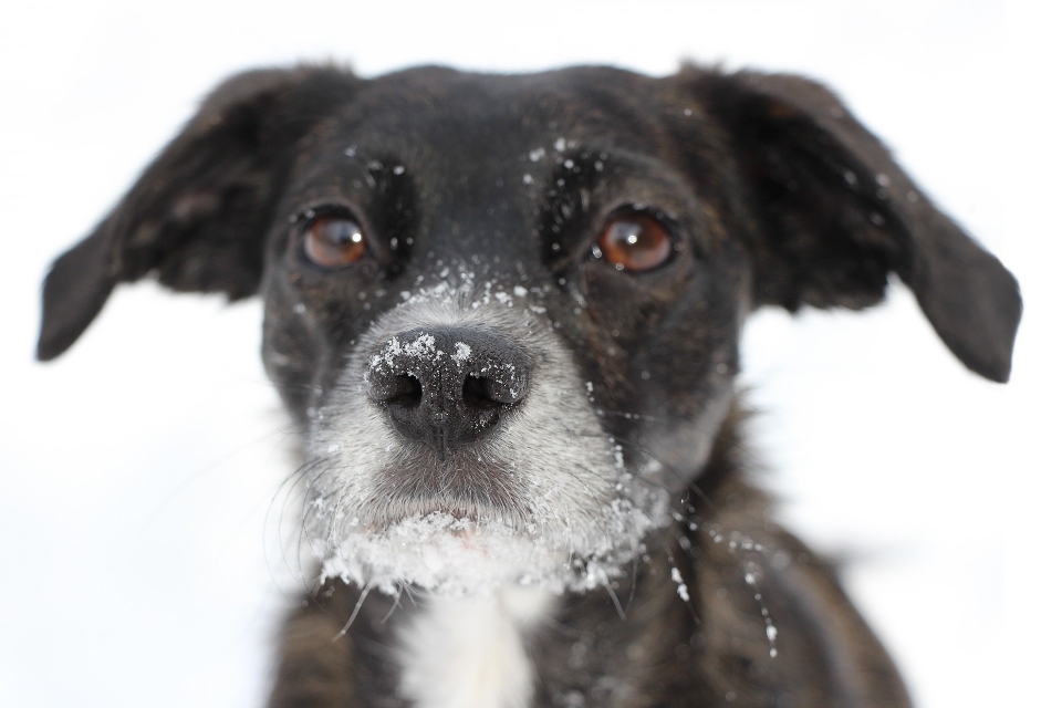 Snow play puppy dog