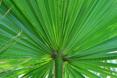 Tree grass branch plant Photo