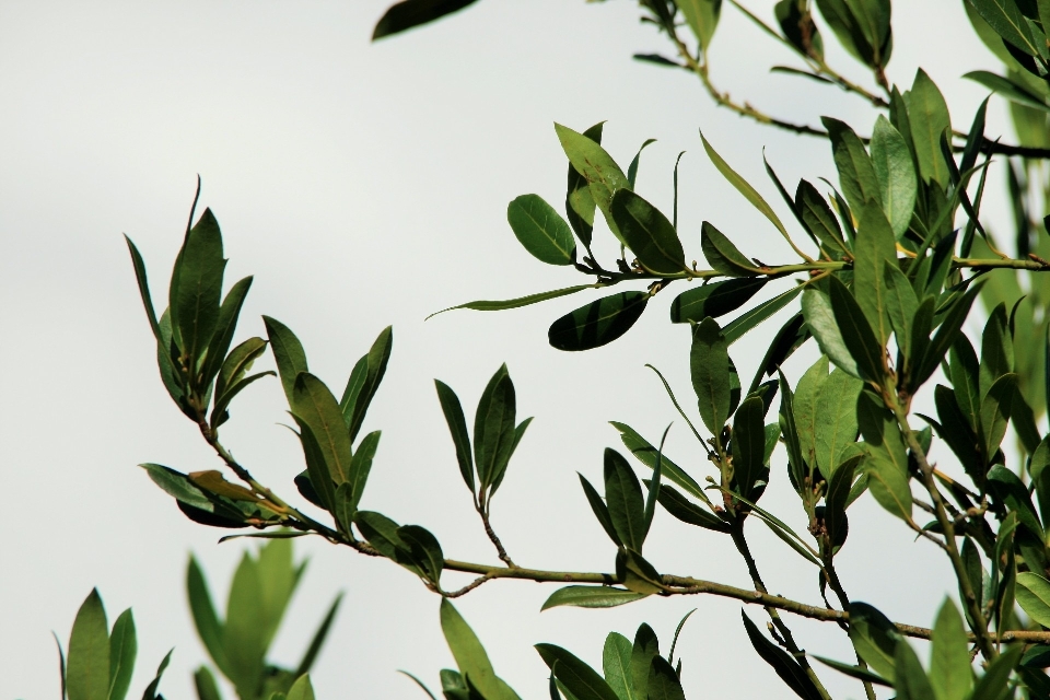 árbol césped rama nube