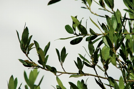 Ağaç çimen dal bulut Fotoğraf