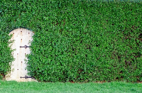 Foto Grama cerca plantar madeira