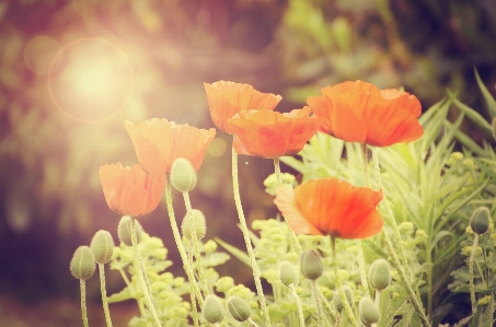 Nature outdoor blossom plant Photo