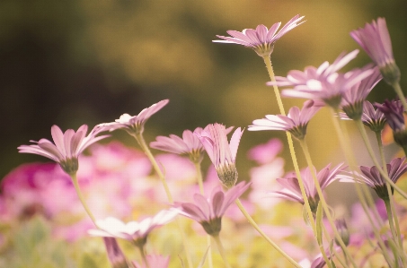 Nature grass branch blossom Photo