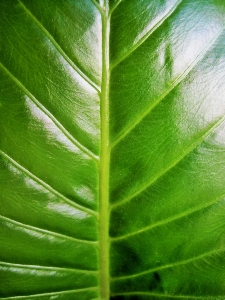 Tree grass plant leaf Photo