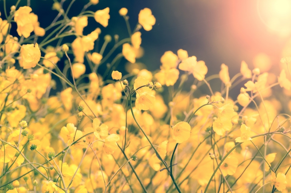 Nature grass branch blossom