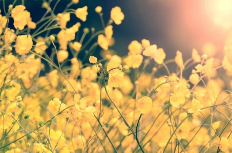 Nature grass branch blossom Photo