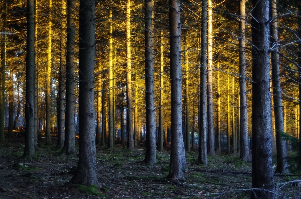 árvore natureza floresta região selvagem
