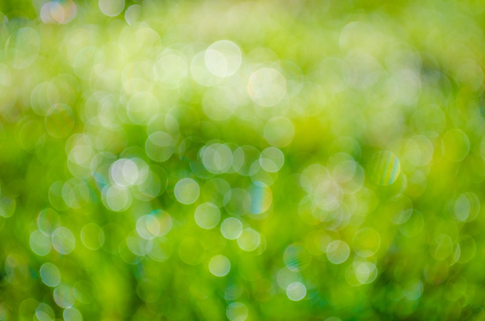 Grass branch light bokeh