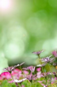 Nature grass branch blossom Photo