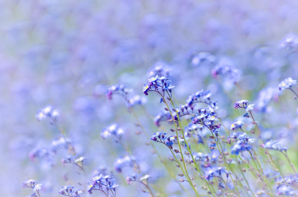 Acqua natura erba fiore