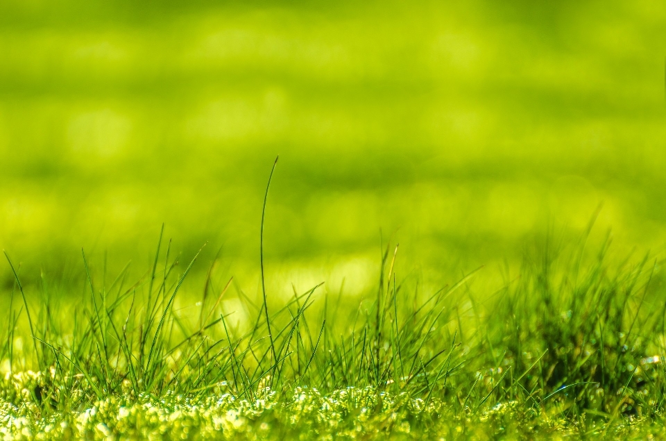 Grass light bokeh growth