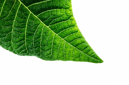 Abstract plant texture leaf Photo