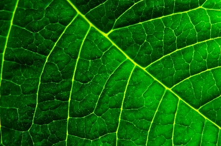 Abstract plant leaf flower Photo