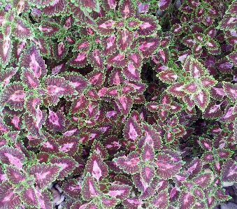 Blossom plant texture leaf Photo