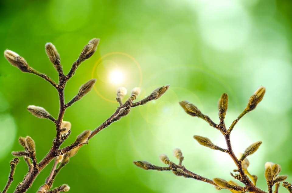 Baum natur gras zweig