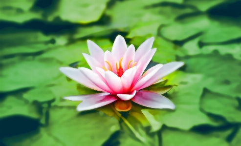 Water nature blossom plant Photo