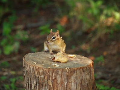 Tree nature wilderness branch Photo