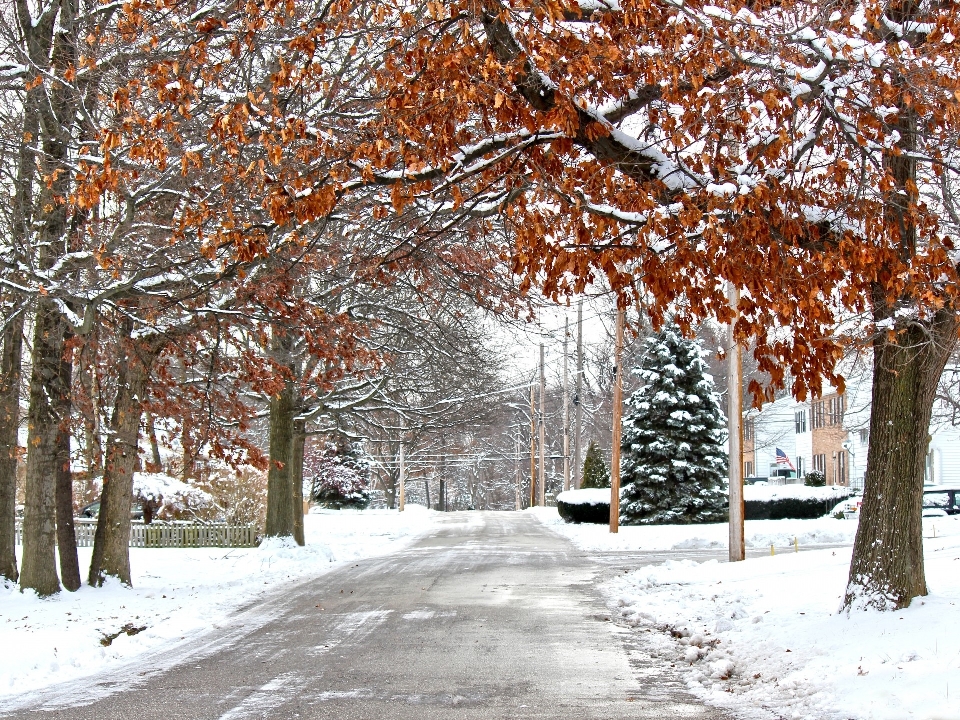 Tree branch snow winter