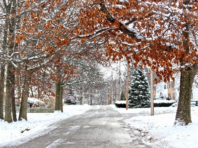 Tree branch snow winter Photo