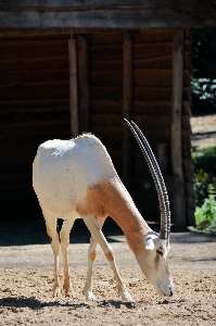 Nature wilderness white animal Photo