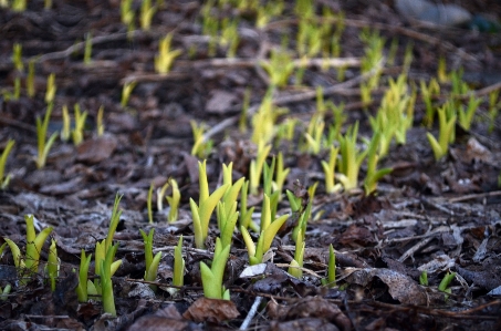 Photo Nature forêt herbe croissance