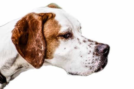 白 犬 動物 犬歯
 写真