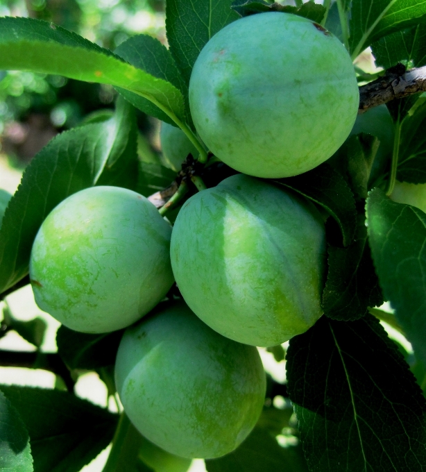 Zweig anlage frucht runden