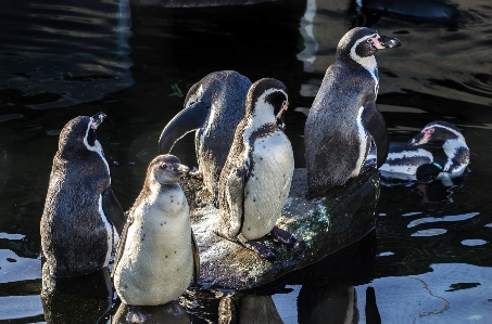 Foto Uccello gruppo bianco animale