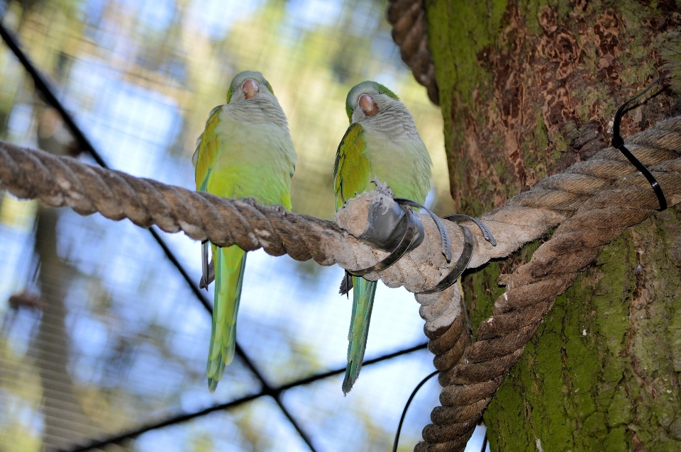 Natur draussen wildnis
 zweig