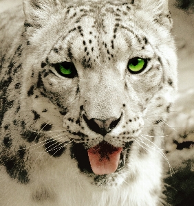 Black and white wildlife fur portrait Photo