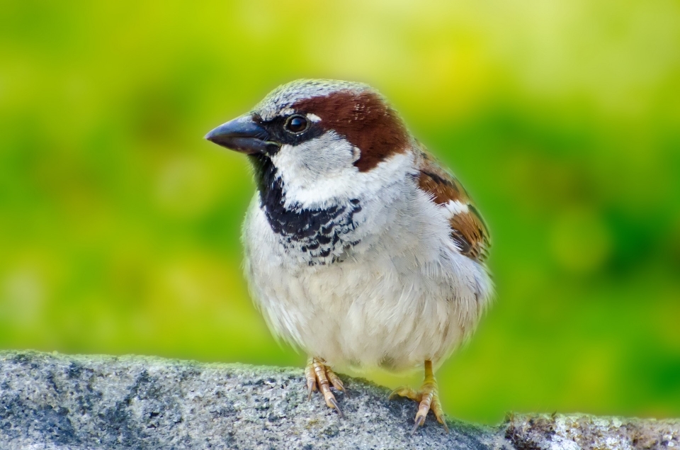 Zweig vogel tierwelt wild