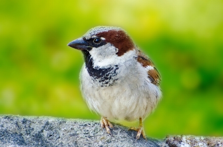 Branch bird wildlife wild Photo