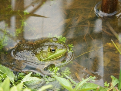 Water nature wetlands lake Photo