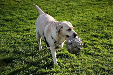 Grass lawn puppy dog Photo