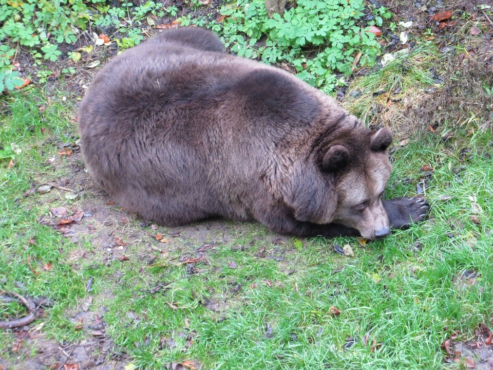 自然 荒野
 動物 クマ