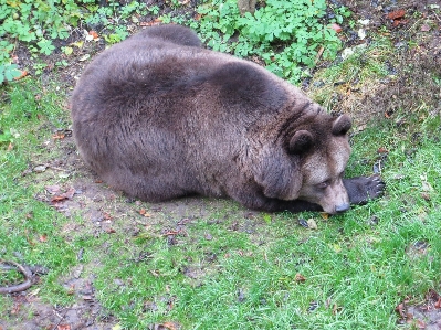 Photo Nature région sauvage
 animal ours