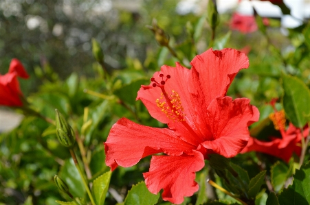 Nature blossom plant leaf Photo