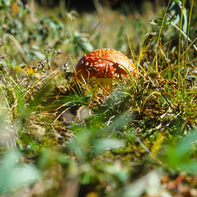 Natura las zakład liść