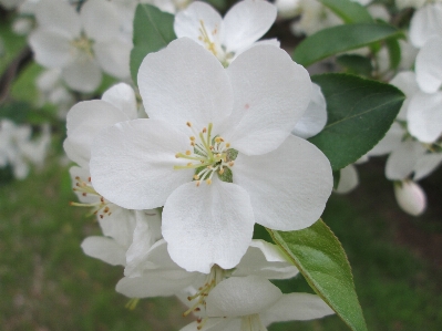 Branch blossom plant white Photo