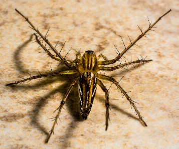 Fliege insekt schließen fauna Foto