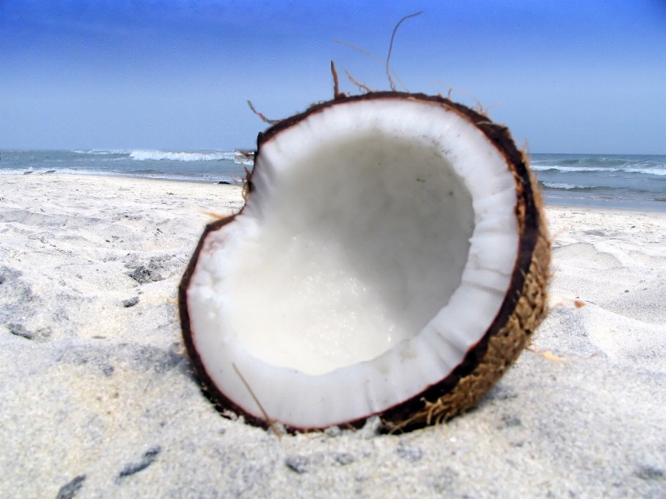 Beach sea sand invertebrate