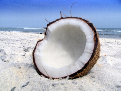 Beach sea sand invertebrate Photo