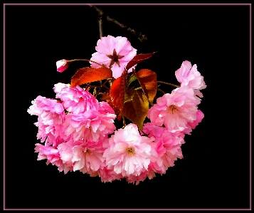 Tree nature blossom plant Photo