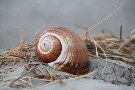 Foto Praia costa natureza areia