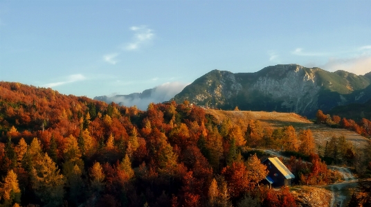 風景 木 自然 森 写真