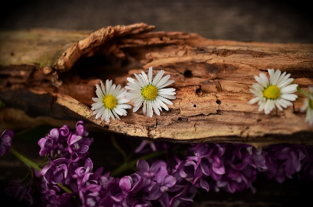 Driftwood blossom plant texture Photo