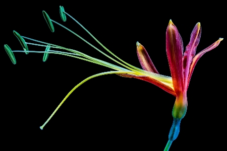 Blossom plant leaf flower Photo