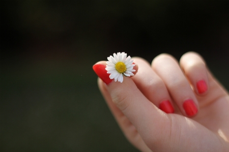 Hand blossom plant white Photo